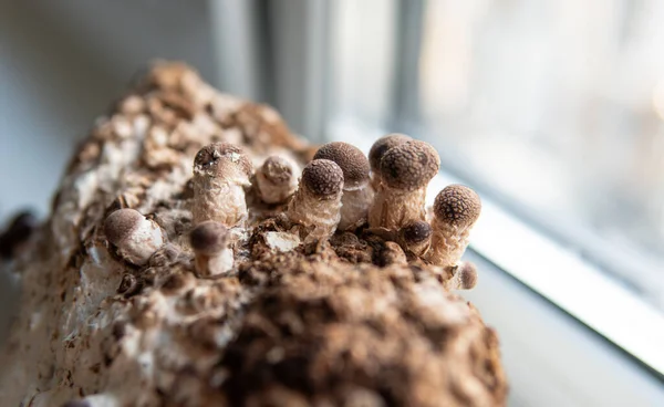 Shiitake Pilze Auf Myzel Block Traditionelles Chinesisch — Stockfoto