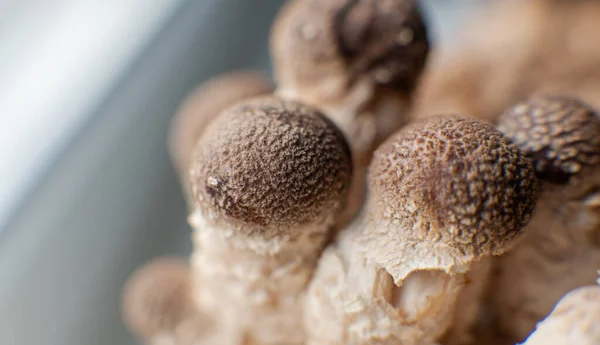 Anbau Von Shiitake Pilzen Pilzzucht Hause — Stockfoto