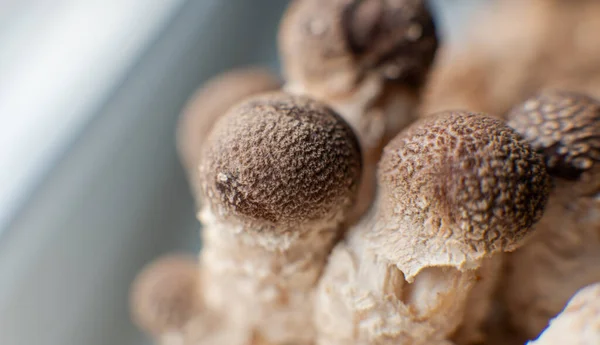 Shiitake Pilze Auf Myzel Block Traditionelles Chinesisch — Stockfoto