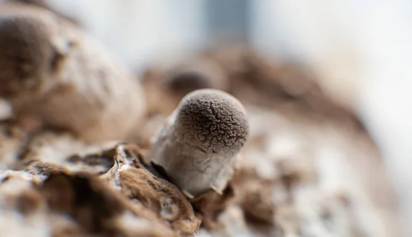 椎茸の栽培 家庭で成長するキノコ — ストック写真