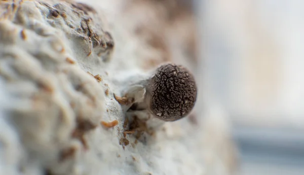 Cultivation Shiitake Mushrooms Growing Mushrooms Home — Stock Photo, Image