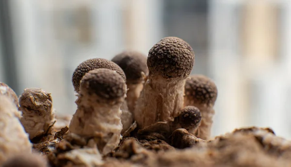 Cultivation Shiitake Mushrooms Growing Mushrooms Home — Stock Photo, Image