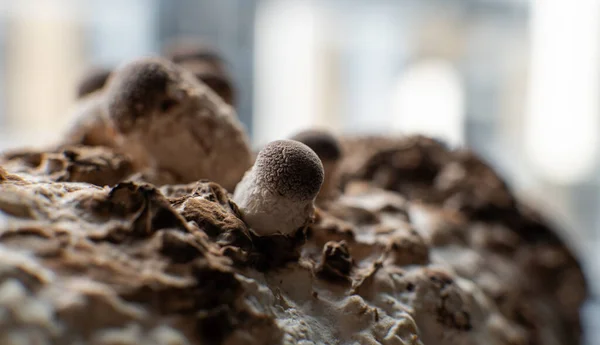 Cultivando Cogumelos Shiitake Casa — Fotografia de Stock