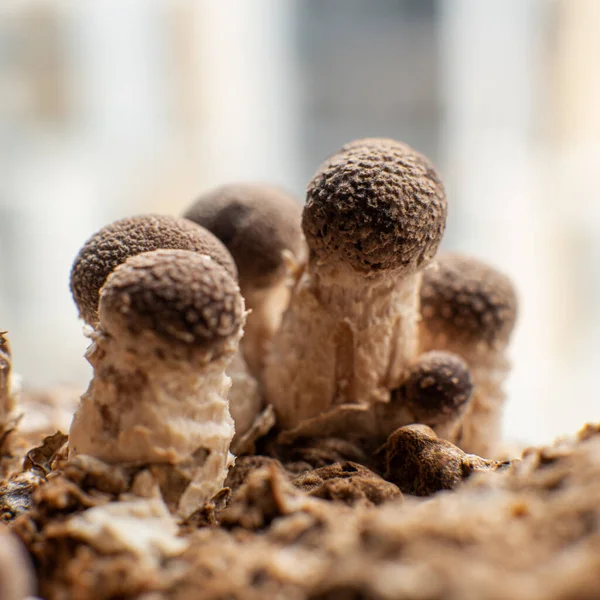 Shiitake Mushroom Growing Lentinula Edodes — Stock Photo, Image