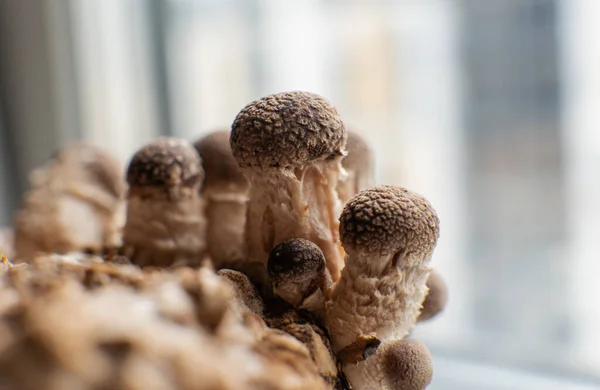 Anbau Von Shiitake Pilzen Pilzzucht Hause — Stockfoto