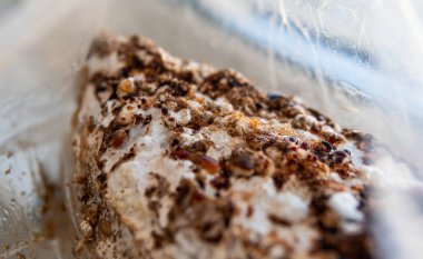 Evde Shiitake mantarı yetiştiriyorum..