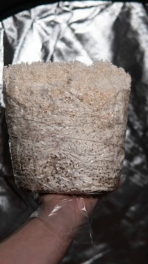 Aslan yelesi mantarı yetiştiriyor. Hericium erinaceus blokları hazır.