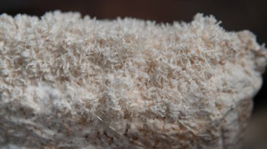 Aslan yelesi mantarı yetiştiriyor. Hericium erinaceus blokları hazır.