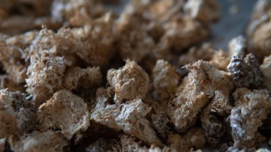 Hericium erinaceus mantarının kurumuş meyve veren vücutları.