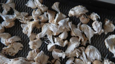 Hericium erinaceus 'un kurumuş meyve veren vücutları.