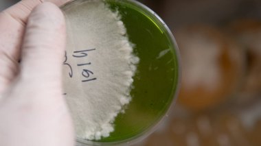 Petri kabında mantar kültürü rezervasyonu. Test tüpleri ve petri kabındaki egzotik suşlar miselyumu.