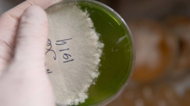 Petri kabında mantar kültürü rezervasyonu. Test tüpleri ve petri kabındaki egzotik suşlar miselyumu.