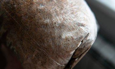 Substrat boyunca bir miselyum ağı geliştirmek. Yiyecek ekimi ve mantar tıbbi kültürleri için destek