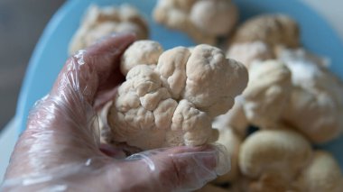 Mantar egzotik kültürlerinin yetiştirilmesi. hericium erinaceus