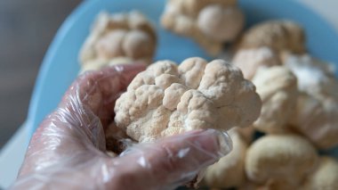 Kurutucuda kurutulmadan önce meyve veren vücutlar. Aslan yelesinin sağlık yararları. Hericenones ve Erinacins