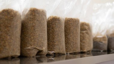 Sterilizasyondan önce polipropilen torbalarda çavdar taneleri. Zararlı bakteri ve mantar sporlarına karşı tahıl sterilizasyonu