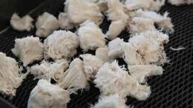Hericium erinaceus - medikal mantarlar. Sağlık için en iyi mantarlar.