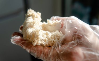 Hericium erinaceus 'un kurumuş meyve veren vücutları.