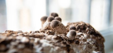 Miselyum bloğunda Shiitake Mantarı. Geleneksel çeneler