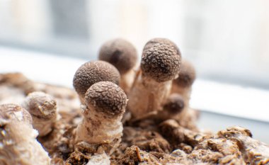 Shiitake mantarı yetiştiriyorum. Evde mantar yetiştiriyorum.