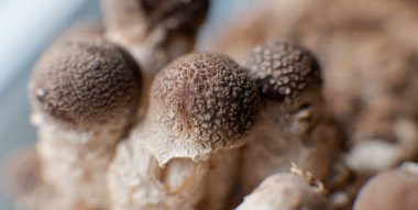 Miselyum bloğunda Shiitake Mantarı. Geleneksel çeneler