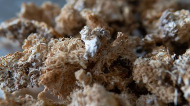 Hericium erinaceus 'un kurumuş meyve veren vücutları. Mantar aslanının yelesinin meyveli gövdelerinin bileşiminde kullanışlı maddeler. Erinacins ve Hericenones