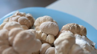 Mantar aslanının yelesinin meyveli gövdelerinin bileşiminde kullanışlı maddeler. Erinacins ve Hericenones