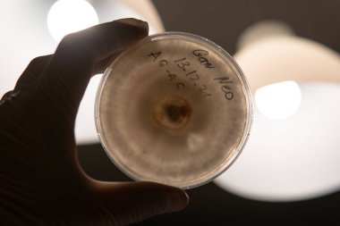 Petri kabında mantar miselyumu. Laboratuvar ortamında mantar miselyumu rezervasyonu ve seçimi.