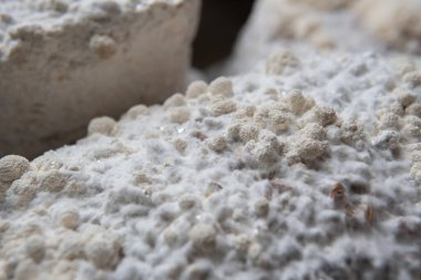 Hericium erinaceus - medikal mantarlar. Sağlık için en iyi mantarlardan. Aslan yelesi elementleri