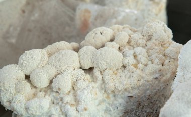 Tedavi edici mantar nootropik aslan yelesi. Hericenones ve Erinacins. Hericium erinaceus fungi