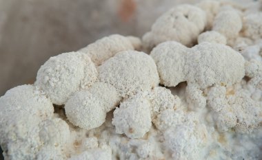 Hericium erinaceus - medikal mantarlar. Sağlık için en iyi mantarlar.