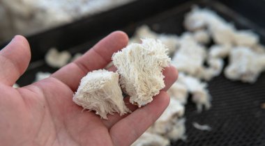 Tedavi edici mantar nootropik aslan yelesi. Hericenones ve Erinacins. Hericium erinaceus fungi