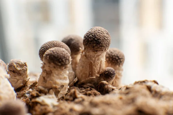 Teelt Van Shiitake Champignons Thuis Champignons Kweken — Stockfoto