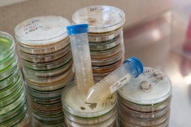 Miselyumun seçilmesi ve yetiştirilmesi. Dünya çapında mantar yetiştirme