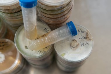 Agar 'lı petri kapları. Mikrobiyoloji ve miselyum