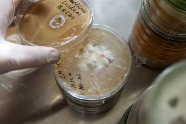 Petri kabında miselyum egzotik mantar. Miselyumun seçilmesi ve yetiştirilmesi. Dünya çapında mantar yetiştirme