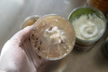 Araştırma için arpacık ve petri kapları. Mantarların mitolojisi ve yetiştirilmesi.