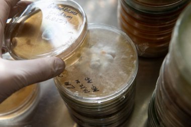 Agar 'lı petri kapları. Mikrobiyoloji ve miselyum