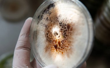 Miselyumun seçilmesi ve yetiştirilmesi. Dünya çapında mantar yetiştirme