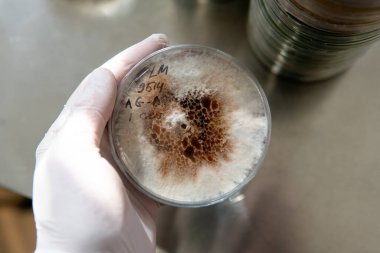 Petri kabında miselyum egzotik mantar. Miselyumun seçilmesi ve yetiştirilmesi. Dünya çapında mantar yetiştirme