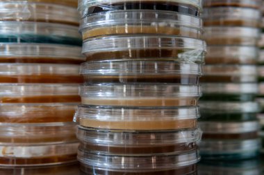 Egzotik tıbbi mantar ekimi. Mantar alımından dolayı zihinsel ve fiziksel sağlık. Mikoloji