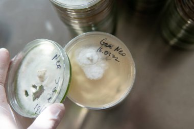 Petri kabında miselyum egzotik mantar. Miselyumun seçilmesi ve yetiştirilmesi. Dünya çapında mantar yetiştirme