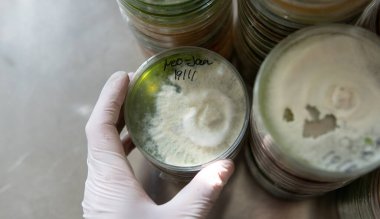 Agar 'lı petri kapları. Mikrobiyoloji ve miselyum