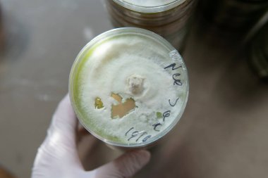 Miselyumun seçilmesi ve yetiştirilmesi. Dünya çapında mantar yetiştirme