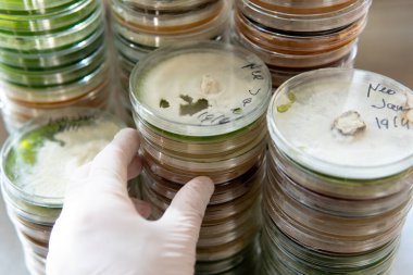 Petri kabında miselyum egzotik mantar. Miselyumun seçilmesi ve yetiştirilmesi. Dünya çapında mantar yetiştirme