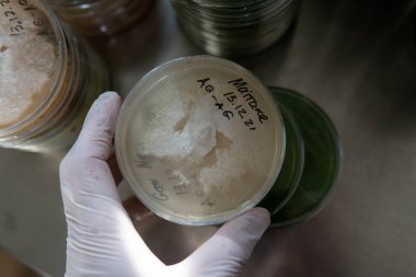 Petri kabında miselyum egzotik mantar. Miselyumun seçilmesi ve yetiştirilmesi. Dünya çapında mantar yetiştirme