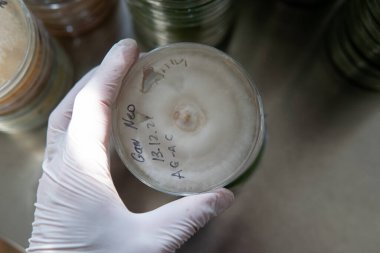 Petri kabında miselyum egzotik mantar. Miselyumun seçilmesi ve yetiştirilmesi. Dünya çapında mantar yetiştirme