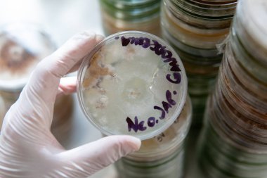 Petri kabında miselyum egzotik mantar. Miselyumun seçilmesi ve yetiştirilmesi. Dünya çapında mantar yetiştirme