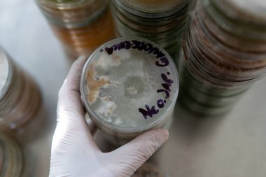 Miselyumun seçilmesi ve yetiştirilmesi. Dünya çapında mantar yetiştirme