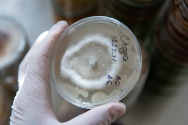 Petri kabında miselyum egzotik mantar. Miselyumun seçilmesi ve yetiştirilmesi. Dünya çapında mantar yetiştirme